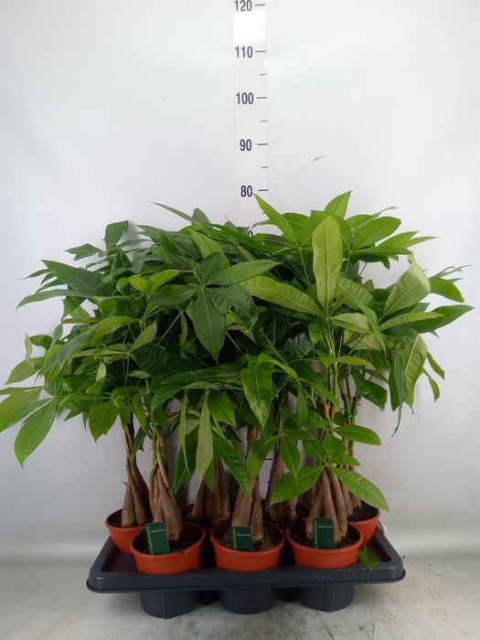 <h4>Pachira aquatica</h4>