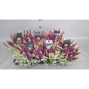 Calluna vulg. 'Beauty L CCrow' ..mx