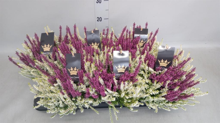 <h4>Calluna vulg. 'Beauty L CCrow' ..mx</h4>