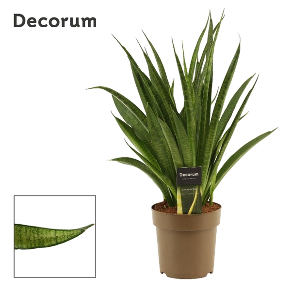 <h4>Sansevieria Lilliput 14 cm (Decorum)</h4>