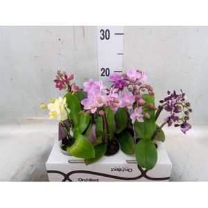 Phalaenopsis   ...mini