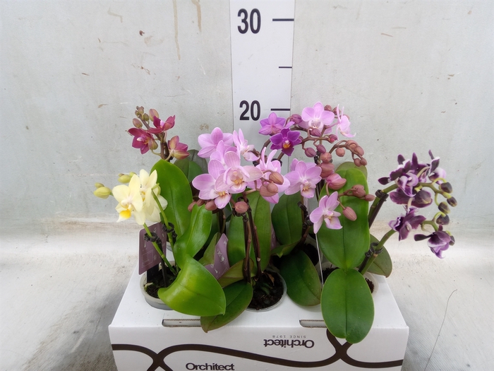<h4>Phalaenopsis   ...mini</h4>