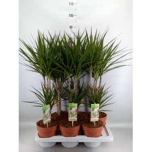 Dracaena marg.