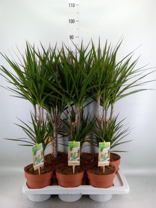 <h4>Dracaena marg.</h4>