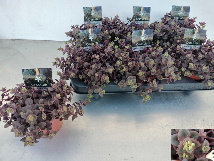 <h4>CRASS MARGINALIS</h4>