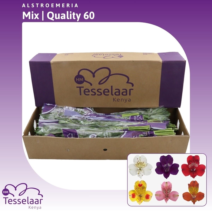 <h4>Alstroemeria Mix | Quality 60</h4>