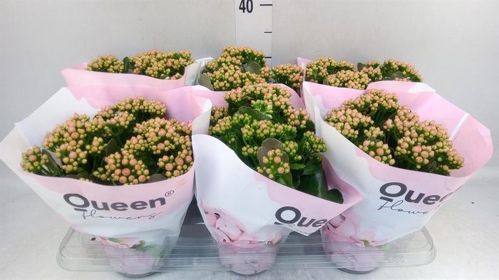 <h4>Kalanchoe  'MoreFlow Lillian'</h4>