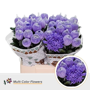 Chr. G 'Antonov' Milka DYED