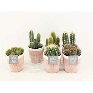 Cactus Gemengd Keramiek Terracotta