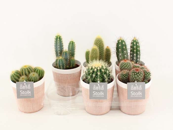 <h4>Cactus Gemengd Keramiek Terracotta</h4>