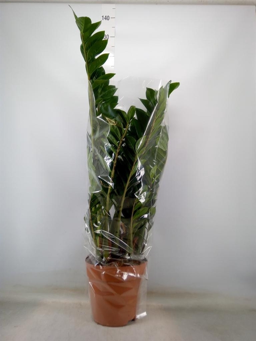 <h4>Zamioculcas zamiifolia</h4>