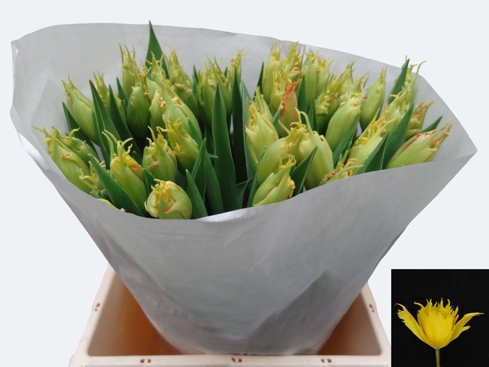 <h4>TU EN  SUNNY LEO</h4>