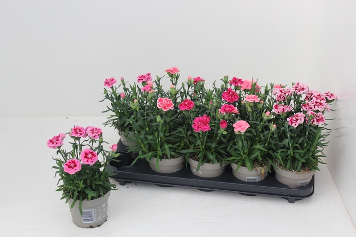 <h4>DIAN OSC GEM</h4>