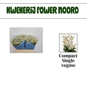 Tana Pa Single Vegmo