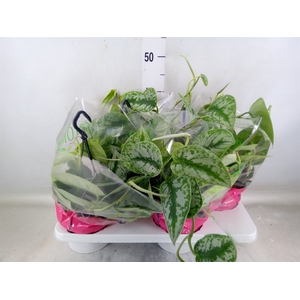 Scindapsus pictus 'Trebie'