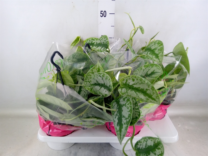 <h4>Scindapsus pictus 'Trebie'</h4>