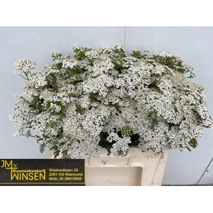 Achillea White Beauty Winsen