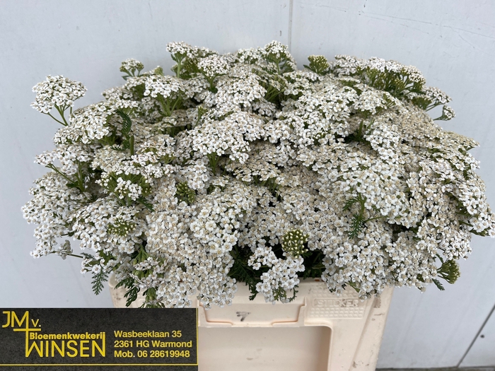 <h4>ACHIL M WHITE BEAUTY</h4>