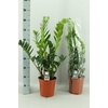 Zamio Zamiifolia