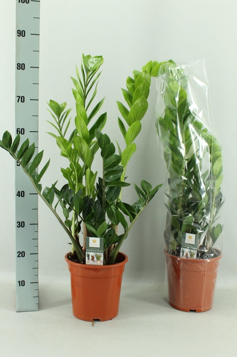 Zamio Zamiifolia