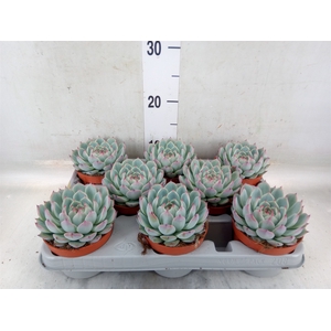 Echeveria   ...