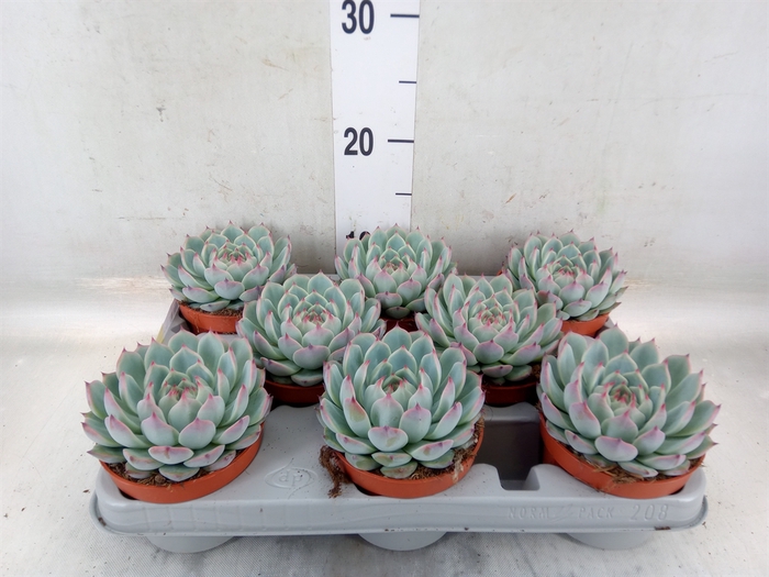 <h4>Echeveria   ...</h4>
