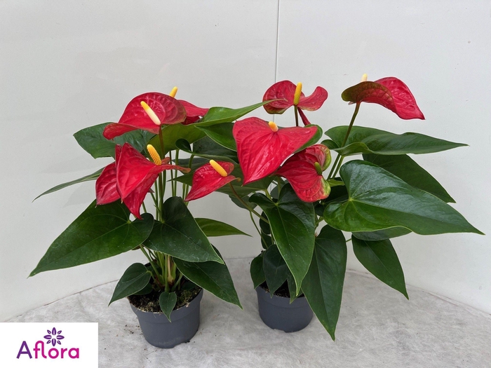 ANTHU AN BAMBINO RED