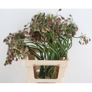 NECT SICULUM BULGAR