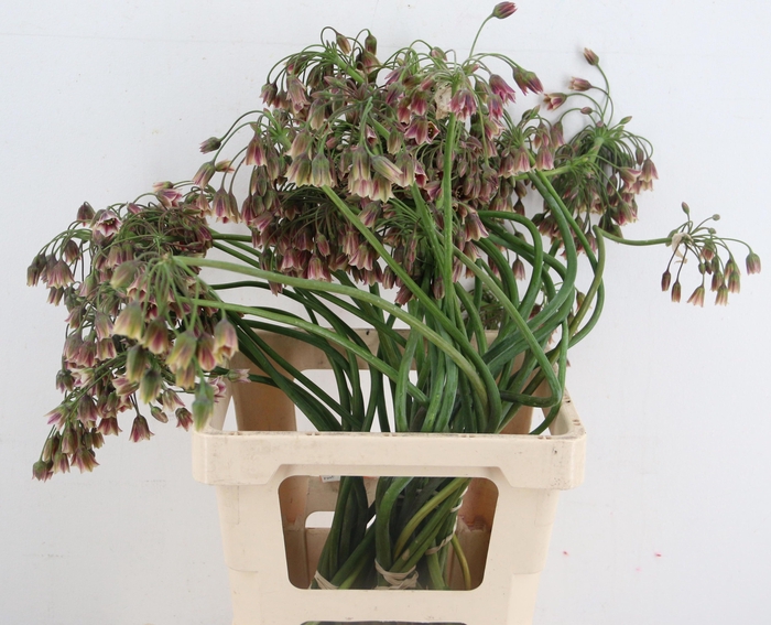 <h4>NECT SICULUM BULGAR</h4>