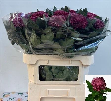 <h4>CHR G BIGOUDI PURPLE</h4>