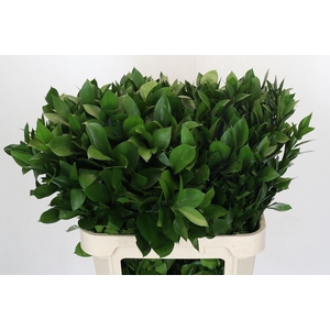 RUSCUS HYPOPHYLLUM