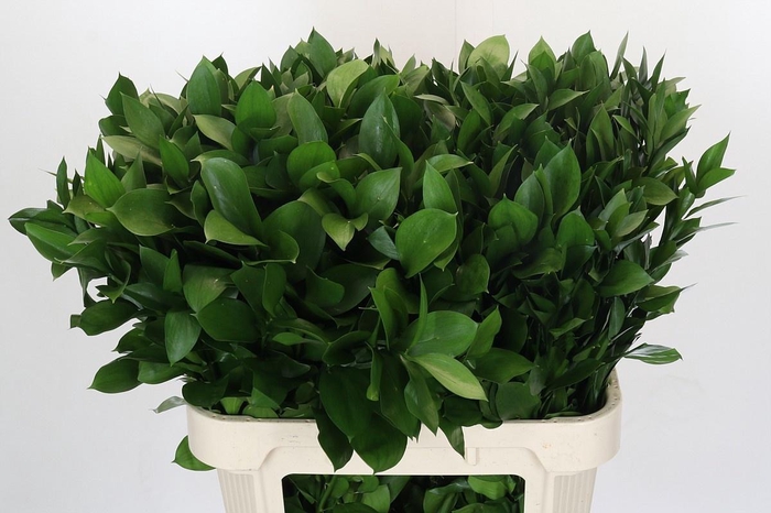 <h4>RUSCUS HYPOPHYLLUM</h4>