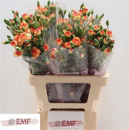 <h4>Di Tr Boogie</h4>