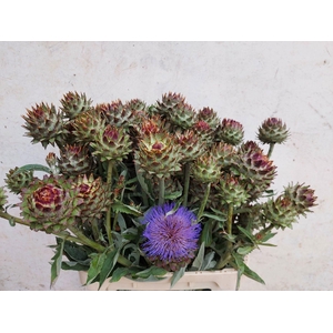 Cynara Cardunculus
