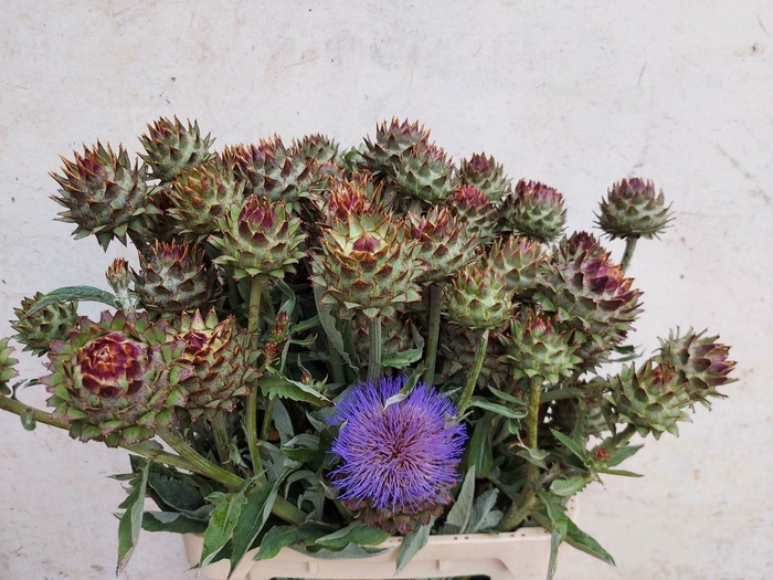 <h4>Cynara Cardunculus</h4>