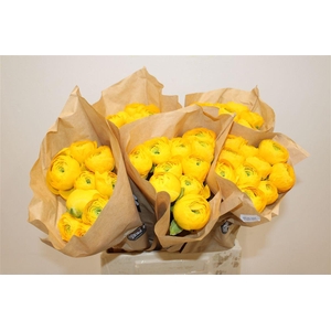 Ran Cloni Ex Solaris