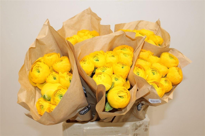 <h4>Ran Cloni Ex Solaris</h4>