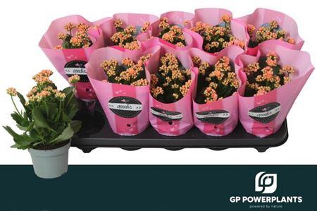 <h4>Kal Ge Perfecta Pink</h4>