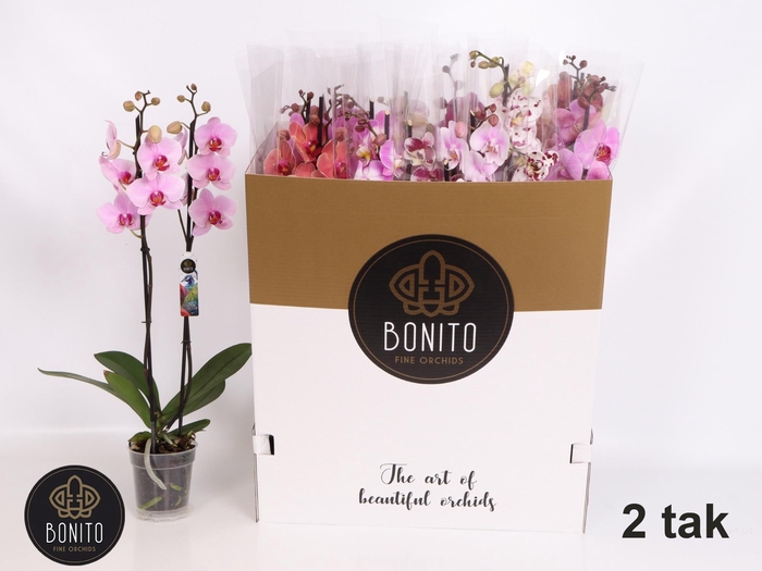 <h4>PHAL GEM 7 KL</h4>