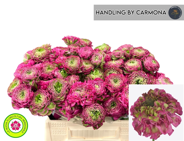 <h4>RAN PON PON ALADDIN</h4>