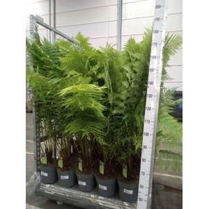 Dicksonia antarctica