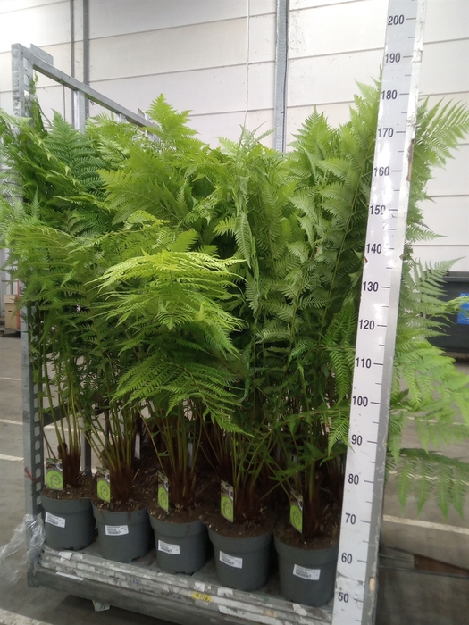 <h4>Dicksonia antarctica</h4>