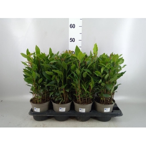 Laurus nobilis