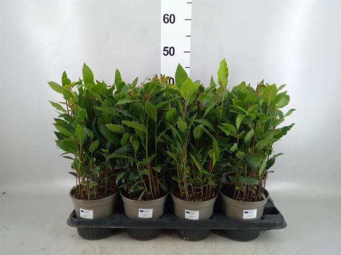 <h4>Laurus nobilis</h4>