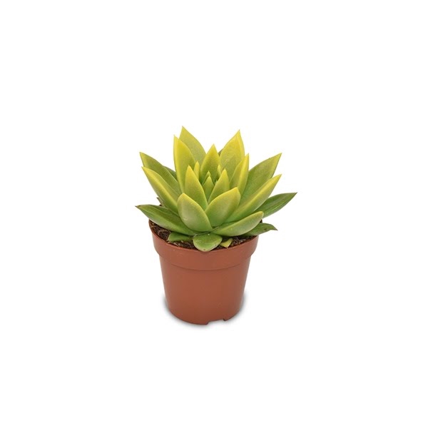 <h4>Echeveria coloured yellow festival</h4>