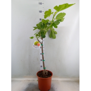 Ficus carica