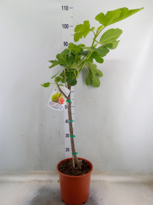 <h4>Ficus carica</h4>
