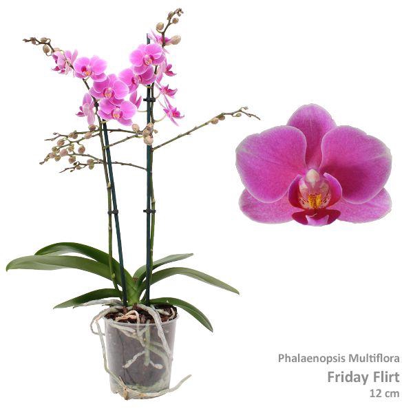 <h4>Phal. Multiflora "Friday Flirt" 2-tak</h4>