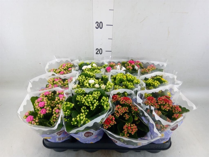 <h4>Kalanchoe blos. ..rosebud mix 5</h4>