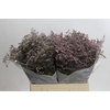 Limonium ov Safora Oshi Pink